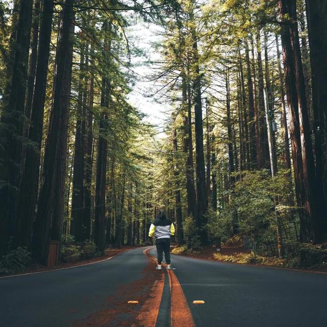 L'homme se tient dos à la caméra sur une route qui traverse de grands séquoias.